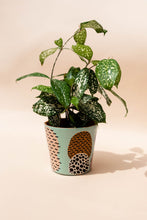 Load image into Gallery viewer, Terra Cotta Planter Pot - Omo