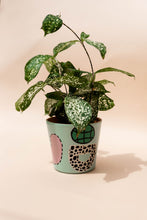 Load image into Gallery viewer, Terra Cotta Planter Pot - Omo